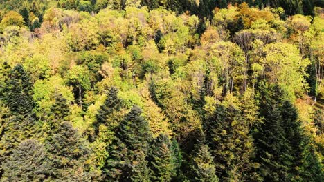 aerial side shot view over beautiful automnal mountain forest, slow fly, 4k