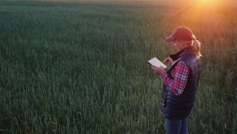 a female farmer is working in a field of still green wheat uses a tablet