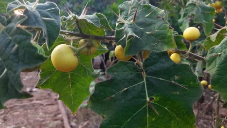 Slow-zoom-in-shot-of-soda-apple-fruits-on-shrub-at-sunset