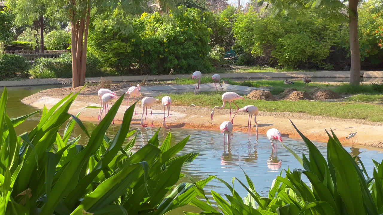 사파리 공원에서 먹이를 찾는 핑크 플라밍고 무리