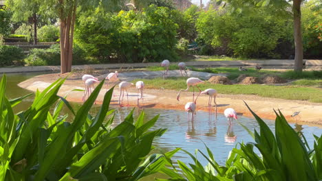 un grupo de flamencos rosados buscando comida en el parque safari