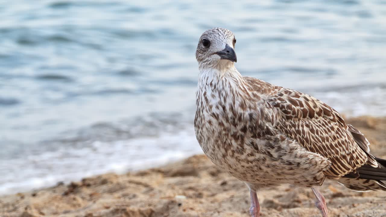 A seagull looking around at the beach with the waves on the background