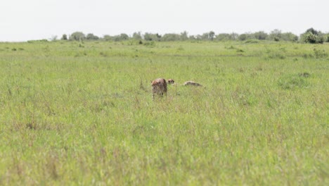Cheetah-pack-of-three-in-eastern-Kenya-exploring-the-pastures-on-a-sunny-day,-Tracking-medium-shot