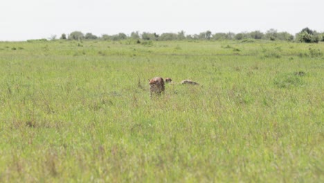 Manada-De-Guepardos-De-Tres-En-El-Este-De-Kenia-Explorando-Los-Pastos-En-Un-Día-Soleado,-Rastreando-Tiro-Medio