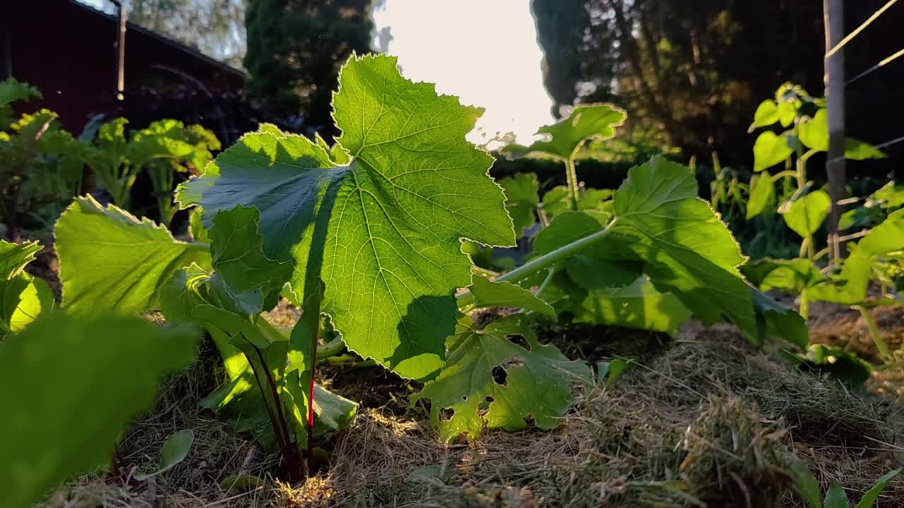 un hombre camina por el jardín a la luz de la mañana entre plantas