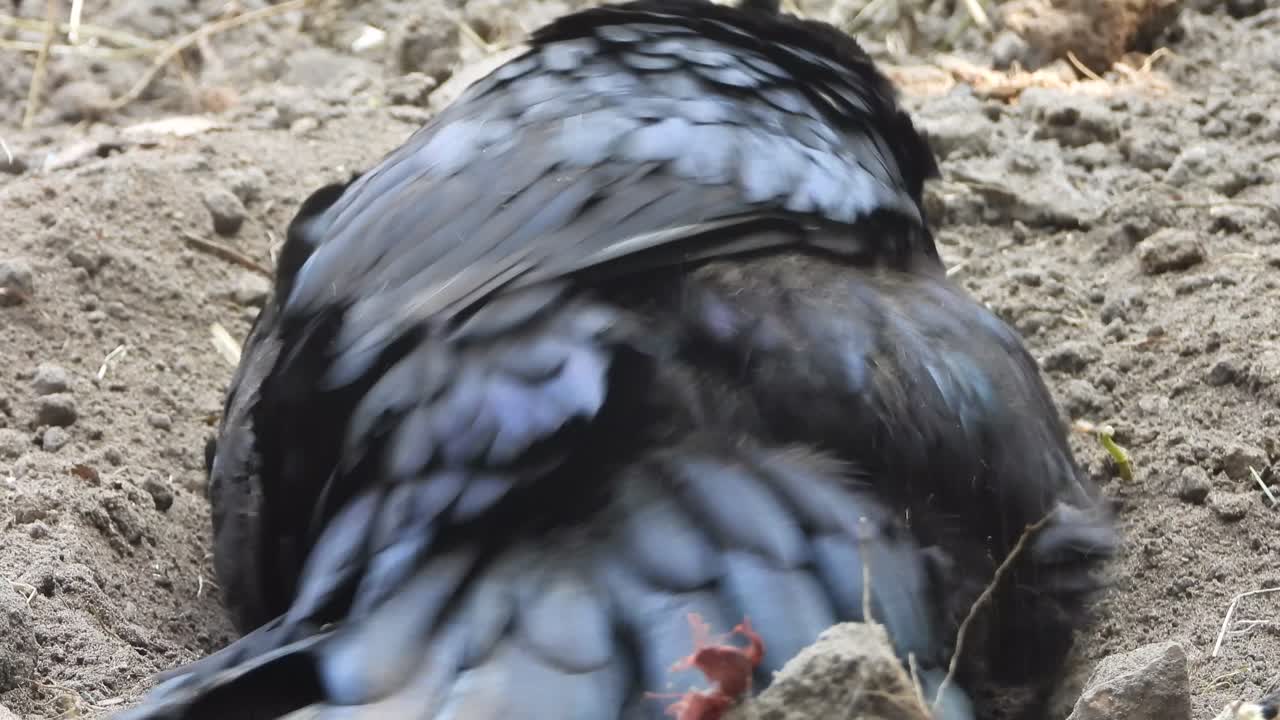 el pollo, el baño, la arena, los padres.