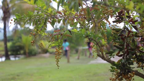 People-walking-behind-a-berry-tree