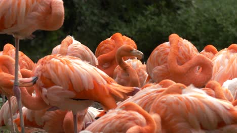 amplia vista de un grupo de coloridos flamencos en paz en su hábitat natural