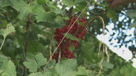 a man picks the red currant berries with his fingers