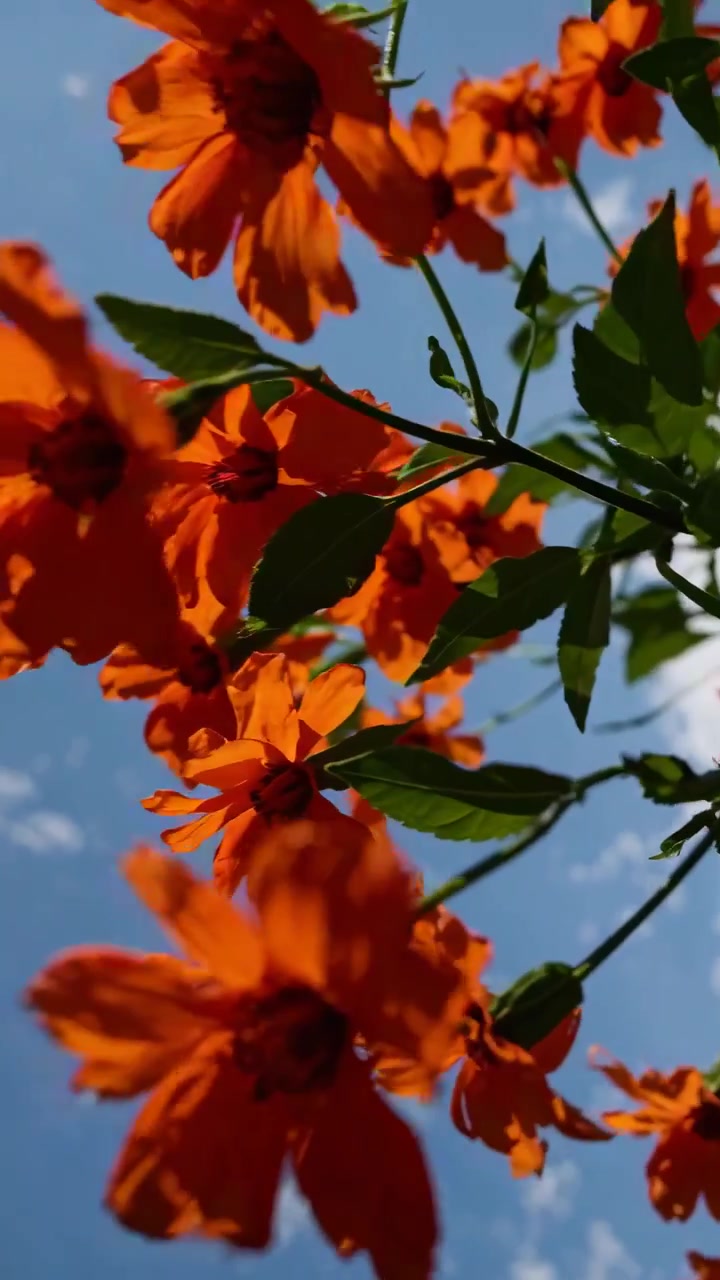 Flores laranja brilhantes balançando suavemente na brisa contra o céu azul