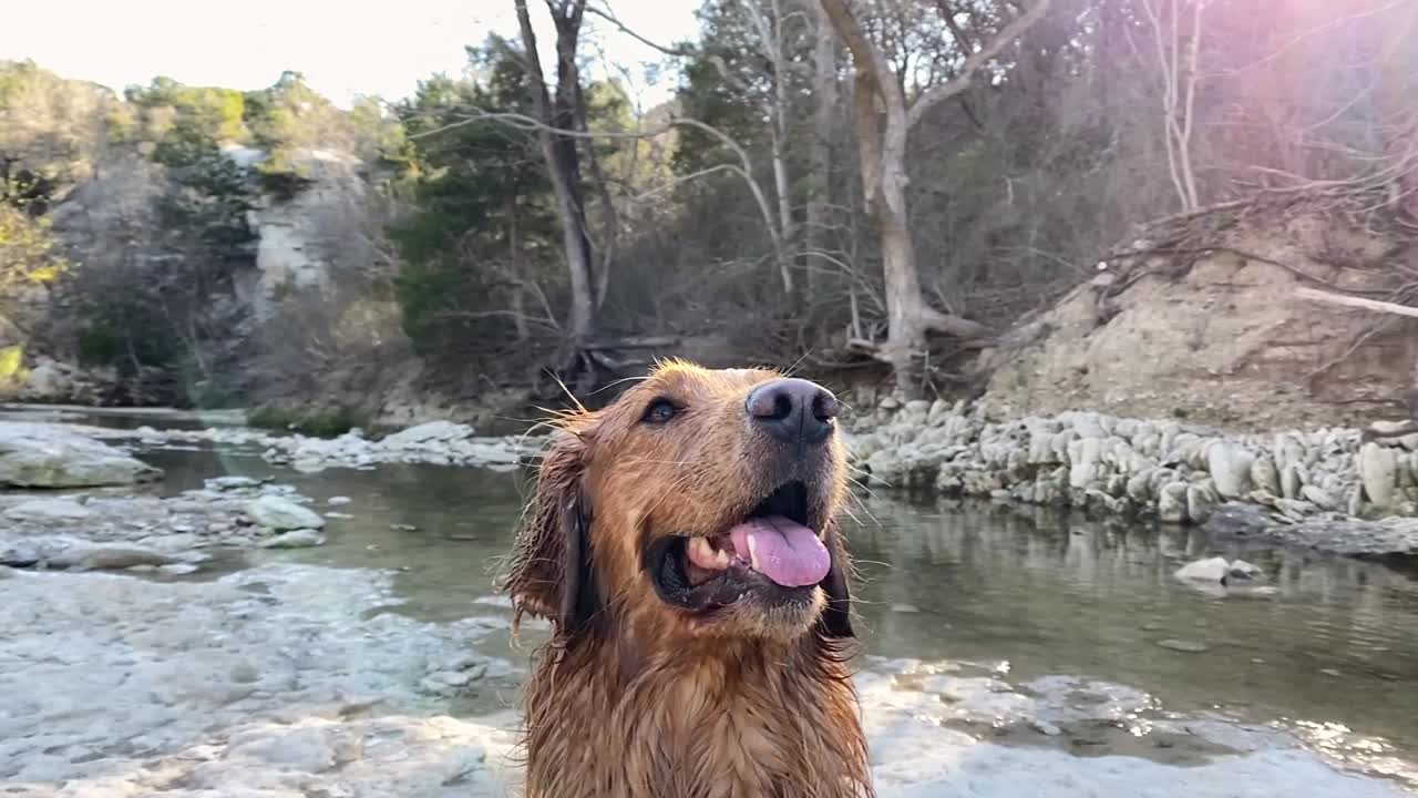 Golden Retriever Playing in a Creek