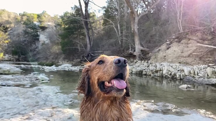 Golden Retriever che gioca in un ruscello