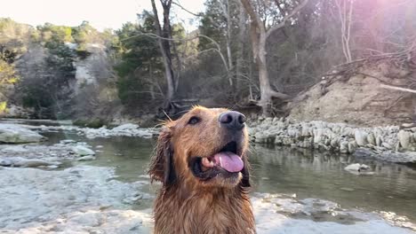 golden retriever playing in a creek
