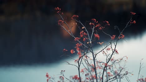 Un-Primer-Plano-De-Brillantes-Hojas-De-Otoño-En-Las-Delicadas-Ramas-Del-Serbal