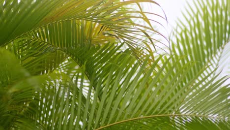 light raindrops falling on areca palm leaves, slow mo