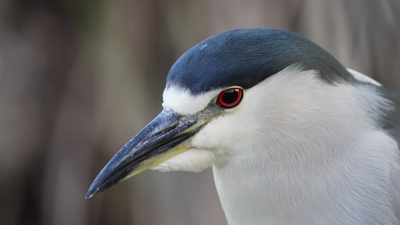 un depredador de emboscada salvaje garza nocturna coronada de negro, nycticorax nycticorax