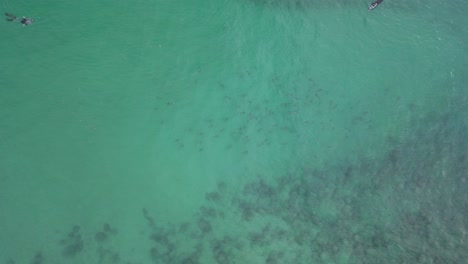 Ocean-enthusiast-swim-with-a-school-of-critically-endangered-Hammerhead-sharks-at-Burleigh-Heads-beach