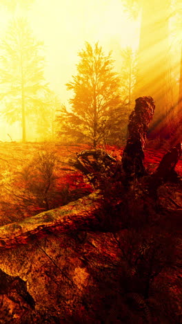 forest fire aftermath: sunlit scene of burnt trees and scorched earth