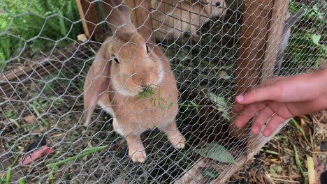 la mano de un niño alimentando a un conejo en su jaula