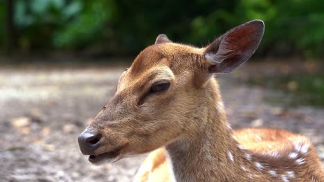 sleepy chital deer, axis axis with reddish-brown fur marked by white spots, sleeping in bright daylight with its eyes closed, flapping its ears to deter flies, handheld motion close up shot