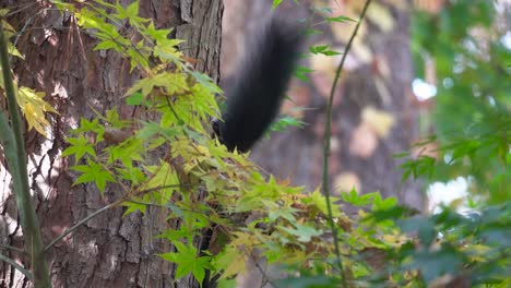 Squirrel-on-a-tree-trunk