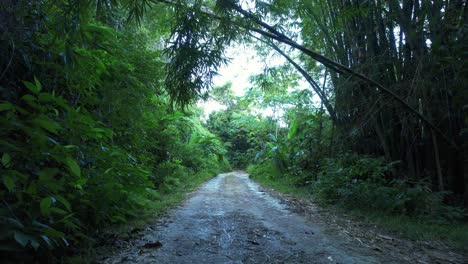 Iconic-dirt-road-surrounded-with-dense-Guadeloupe-jungle,-aerial-view