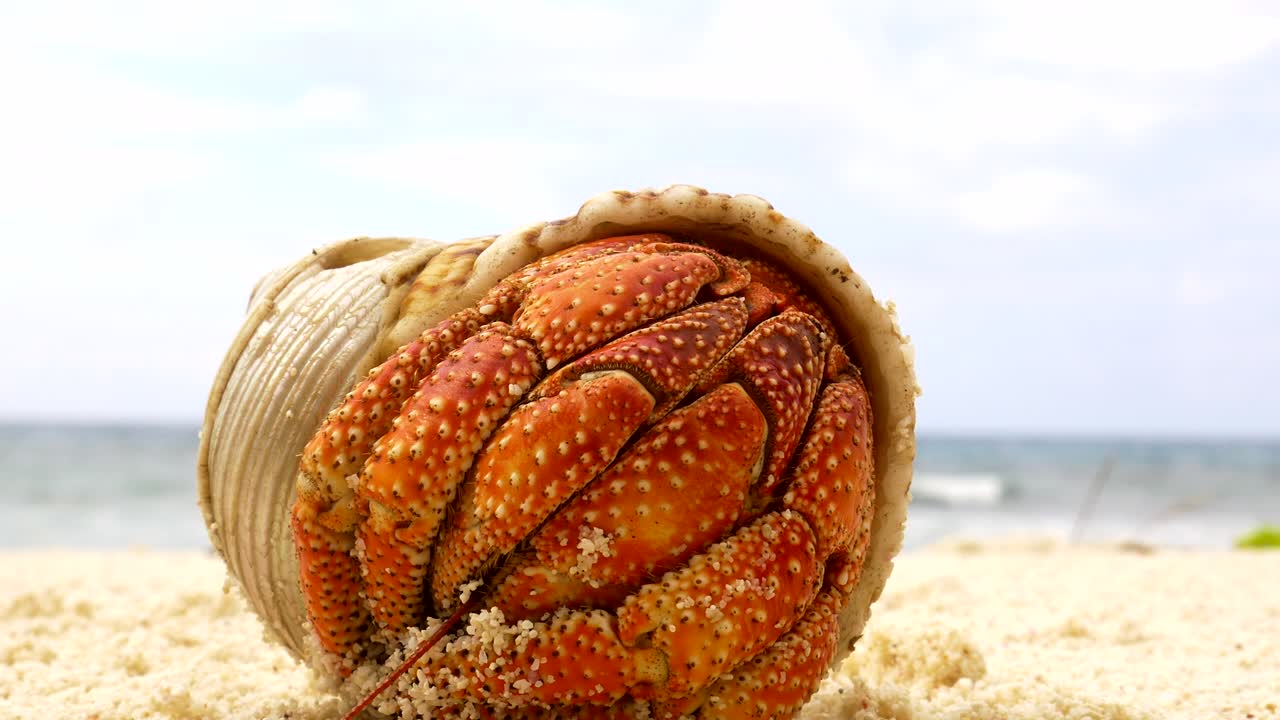 tímido cangrejo ermitaño defensivo naranja escondido en su caparazón en una idílica playa de arena fondo macro estático