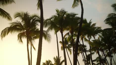 Hermosa-Puesta-De-Sol-A-Través-De-Las-Palmeras-En-Hawaii