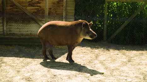 Einzigartiges-Tier-Säugetier-Das-Aussieht-Wie-Ein-Schwein-Mit-Großer-Nase-Schaut-Sich-Um-Auf-Einer-Stelle-Stehen-Braunes-Fell-Haut-Gelangweilt-Dokumentarisch-Zeitlupe-Filmisch-Lustig