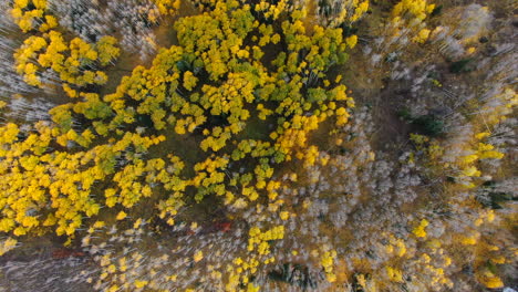 ojos de pájaros dramáticos otoño árbol de abeto caer hojas amarillas doradas colores kebler pasar trailhead aéreo cinematográfico drone paisaje crested butte gunnison colorado otoño temprano montañas rocosas círculo justo arriba