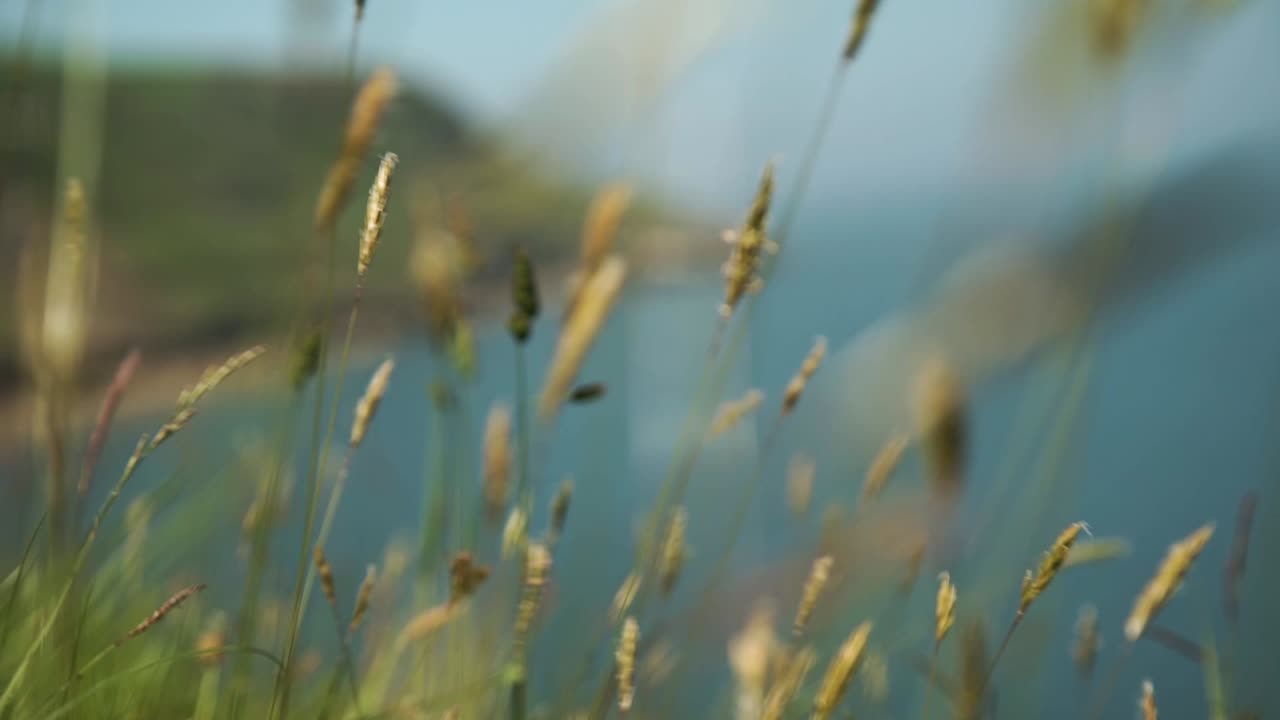 Common grass reeds in gentle breeze on cliff side of open ocean and hilly backdrop