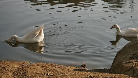 Duck-dunks-head-underwater-in-glistening-lake-while-swimming-with-flock,-slow-motion