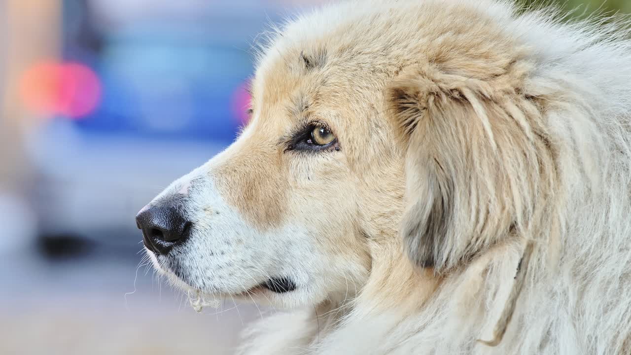 Mournful brown dog sitting alone near road as city traffic flows at dawn