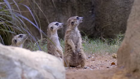 a group of meerkats looking up, seeing something curious then looking around - close up