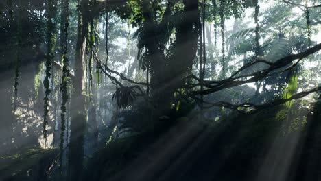 selva lluviosa brumosa en la niebla