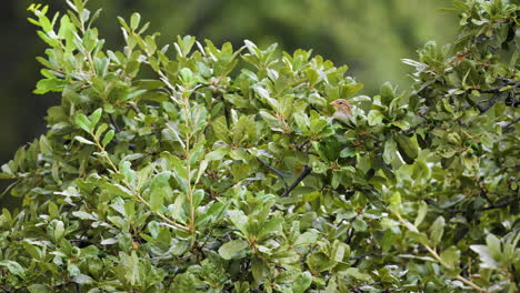 a common house sparrow sits in an oak tree branch - passer domesticus