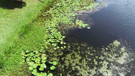 aerial drone flight over lily pads with white flowers