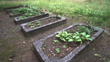 Forgotten-Overgrown-Burial-Graves-in-a-Row,-Lithuania-Forest,-Europe