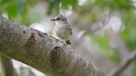 Ein-Kleiner-Weiblicher-Australischer-Zinnoberroter-Fliegenschnäpper,-Der-Auf-Einem-Ast-Sitzt,-Eine-Männliche-Vogelart-Mit-Scharlachroten-Gefieder-Fliegt-Vorbei-Und-Folgt-Ihr-Bald-Während-Ihrer-Paarungszeit-Im-Naturschutzgebiet-Pantanal