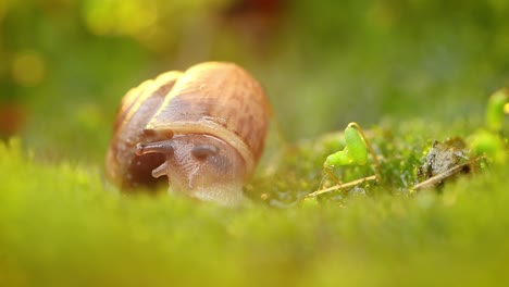 Close-up-of-a-snail-slowly-creeping-in-the-sunset-sunlight.