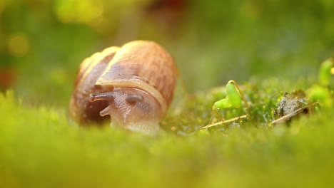 Close-up of a snail slowly creeping in the sunset sunlight.