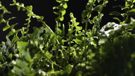 Leaves-on-the-riverside