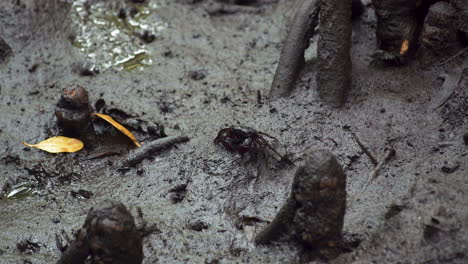 small crab on wet muddy jungle soil between mangrove roots