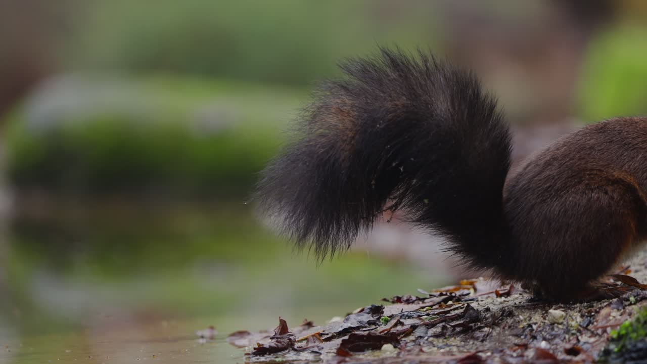 Red squirrel Sciurus vulgaris gently moves across moss, tail sweeping in slow motion