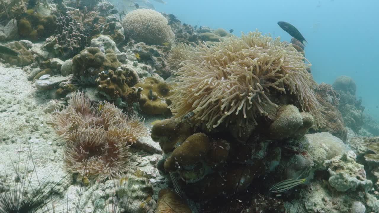 pez payaso mofeta rosa pieles de pez payaso protege la anémona de mar simbiótica