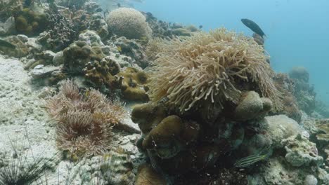 Rosa-Stinktier-Anemonenfisch-Clownfisch-Häute-Schützen-Symbiotische-Seeanemonen