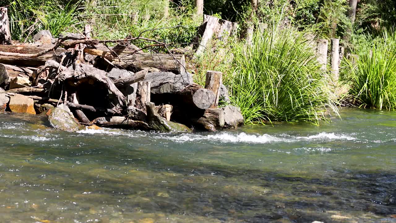 Clear water flows past driftwood and tall grass in a sunlit Australian forest creek