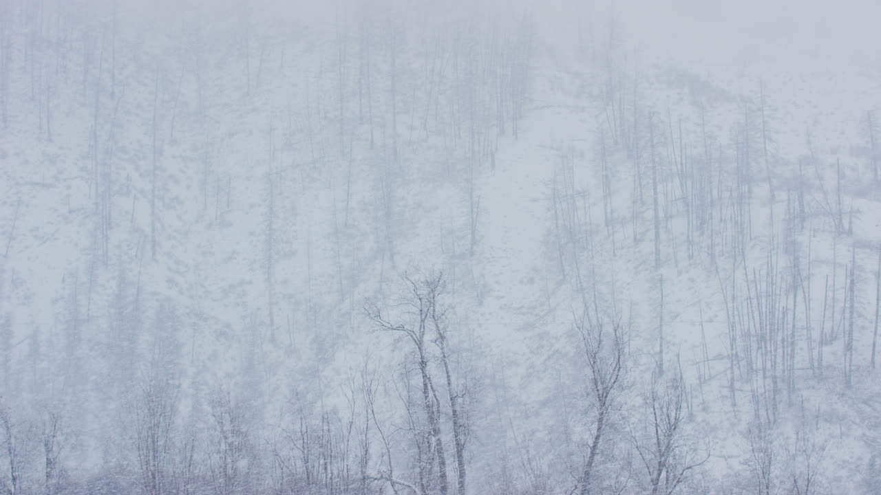 Landscape view of rural hillside with trees in middle of winter snowstorm