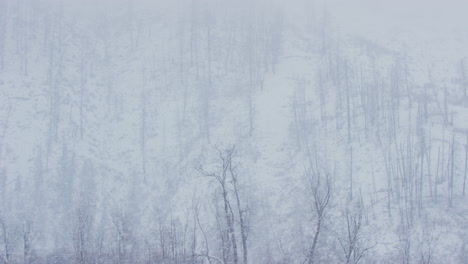 Landscape-view-of-rural-hillside-with-trees-in-middle-of-winter-snowstorm