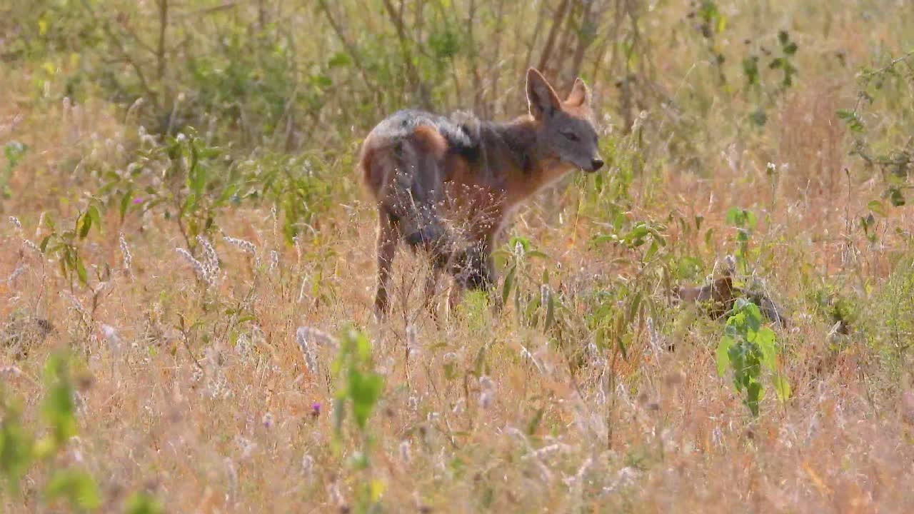 Black-backed Jackal in African Grassland